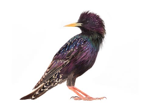 A starling (Sturnus vulgaris).